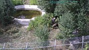 Белица времето уеб камера Парк за реадаптация на танцуващи мечки Free-WebCamBG