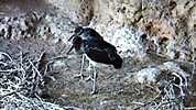 Природен парк 'Русенски Лом' времето уеб камера гнездо черен щъркел Русе Free-WebCamBG