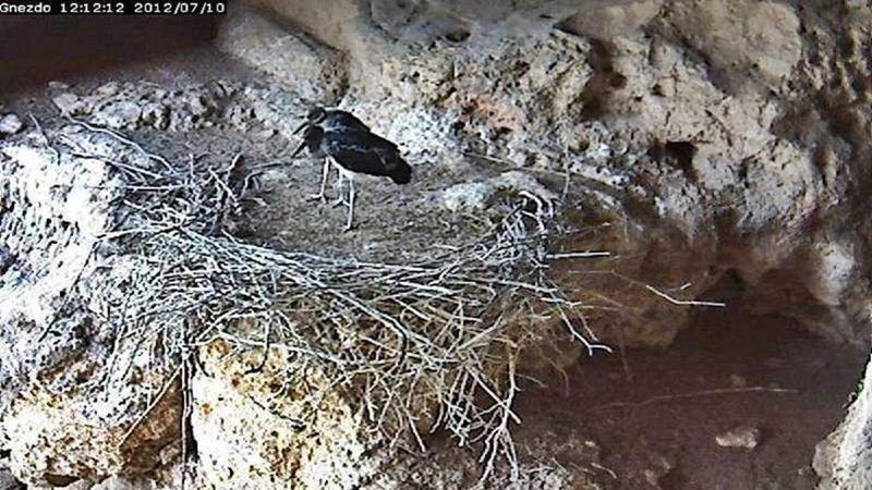 Природен парк 'Русенски Лом' времето уеб камера скално щъркелово гнездо, черен щъркел, Русе, kamerite Free-WebCamBG