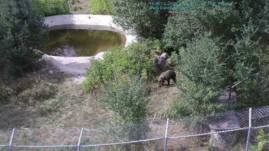 Белица времето уеб камера Парк за реадаптация на танцуващи мечки до гр. Белица и курорт 'Семково', kamerite Free-WebCamBG