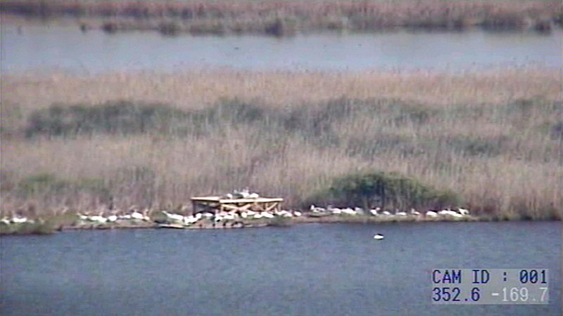 Биосферен Поддържан резерват ПР 'Сребърна' времето уеб камера езеро 'Сребърна', гнездо пеликани, на 15 км. от Силистрa и на 2 км. от река Дунав, kamerite Free-WebCamBG