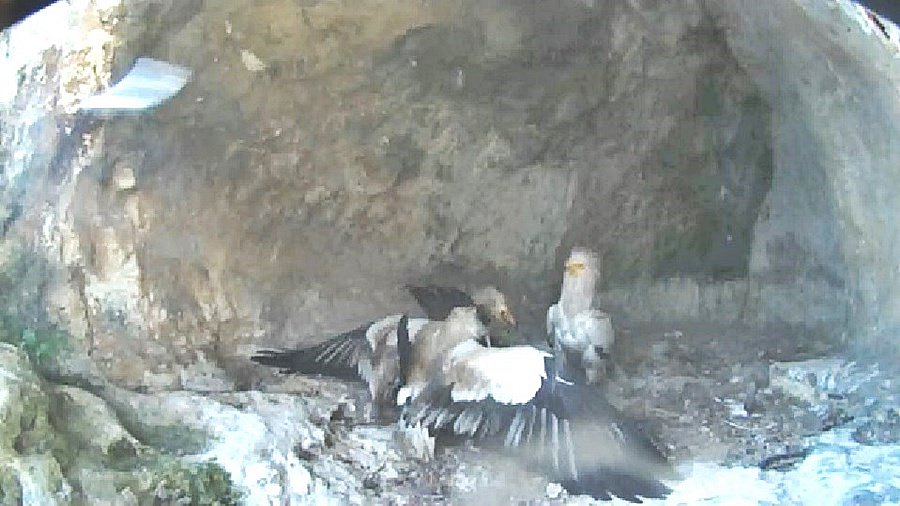 Провадия времето уеб камера скално диво гнездо египетски лешояди, kamerite Free-WebCamBG