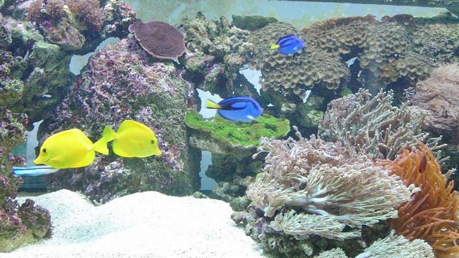 Аквариум уеб камера за релакс, водна фауна, декоративни рибки, миди, корали, водни растения, kamerite Free-WebCamBG