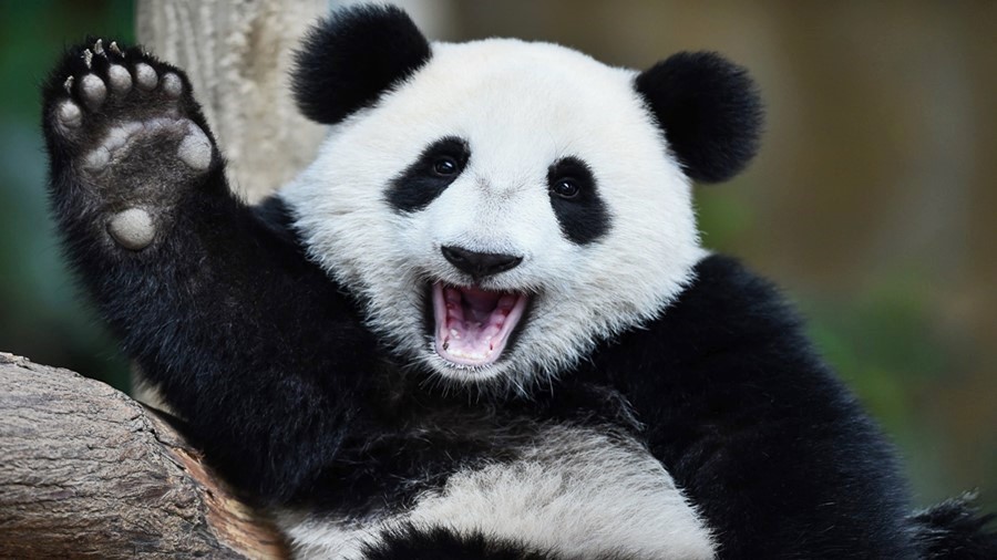 Резерват-развъдник и зоопарк в изследователска база 'Chengdu Research Base of Giant Panda Breeding' в Ченгду, провинция Съчуан, Китай, уеб камера гигантски панди, kamerite Free-WebCamBG